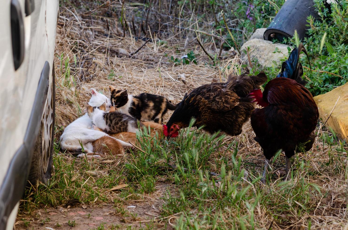 gatitos y gallos en una granja. foto