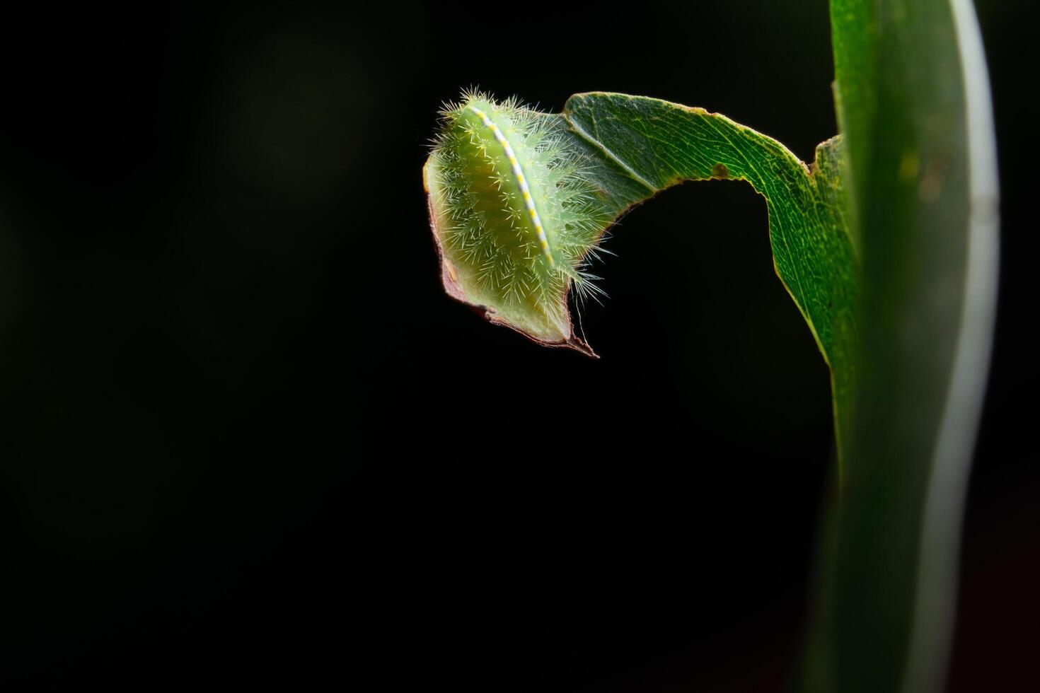 oruga en una hoja foto