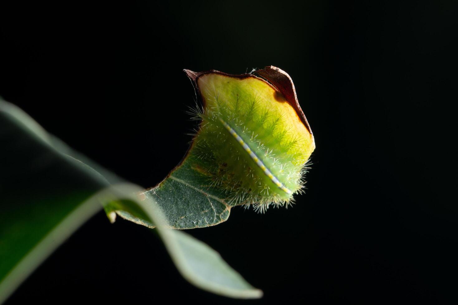 Caterpillar on a leaf photo