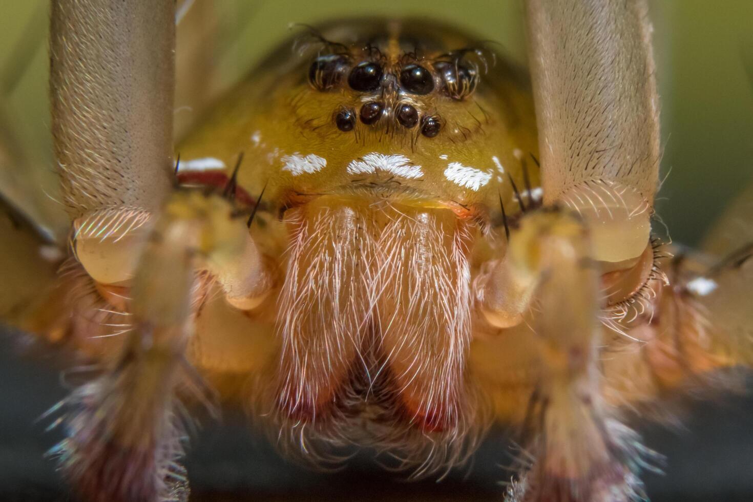 araña, foto de primer plano