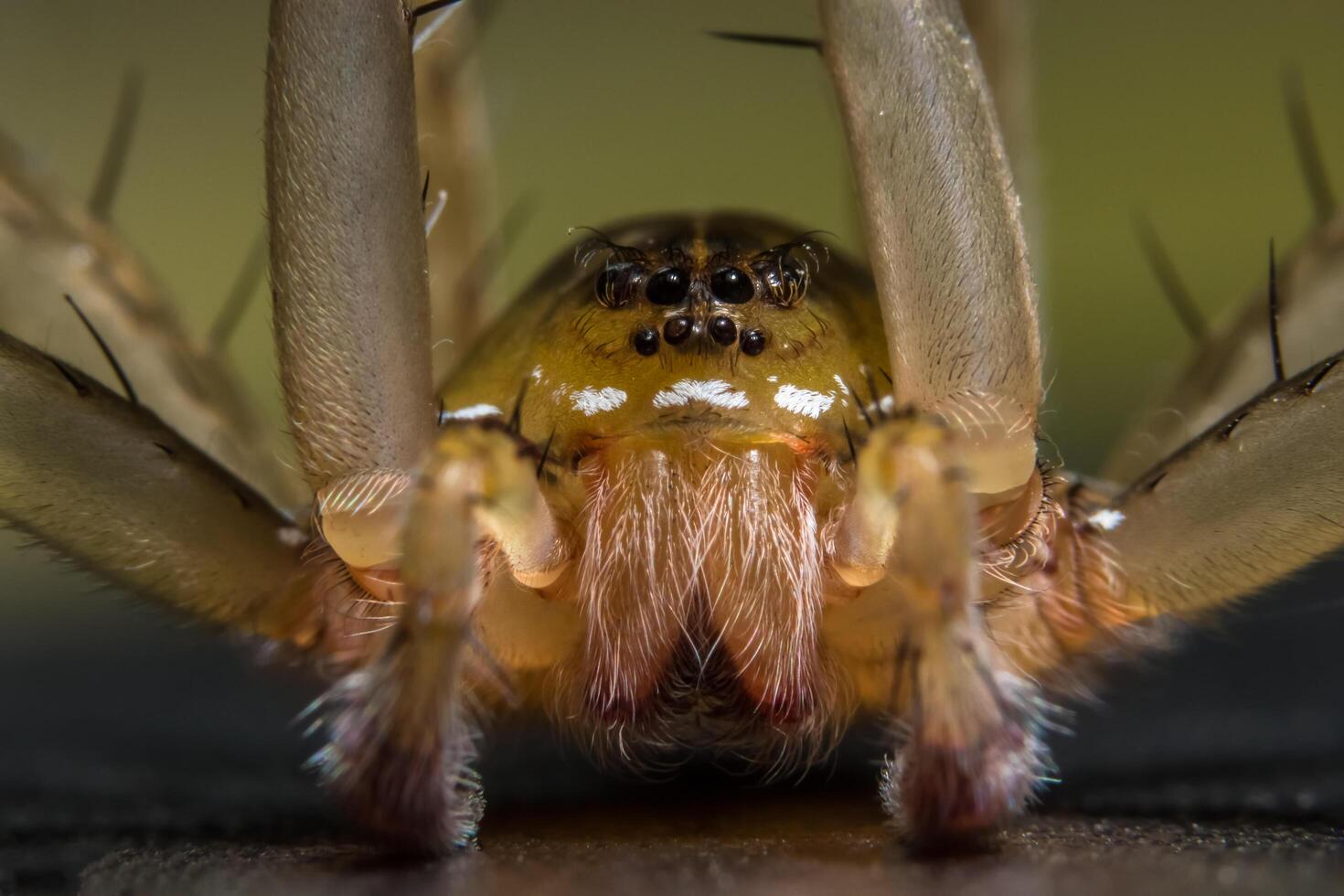 Spider, close-up photo