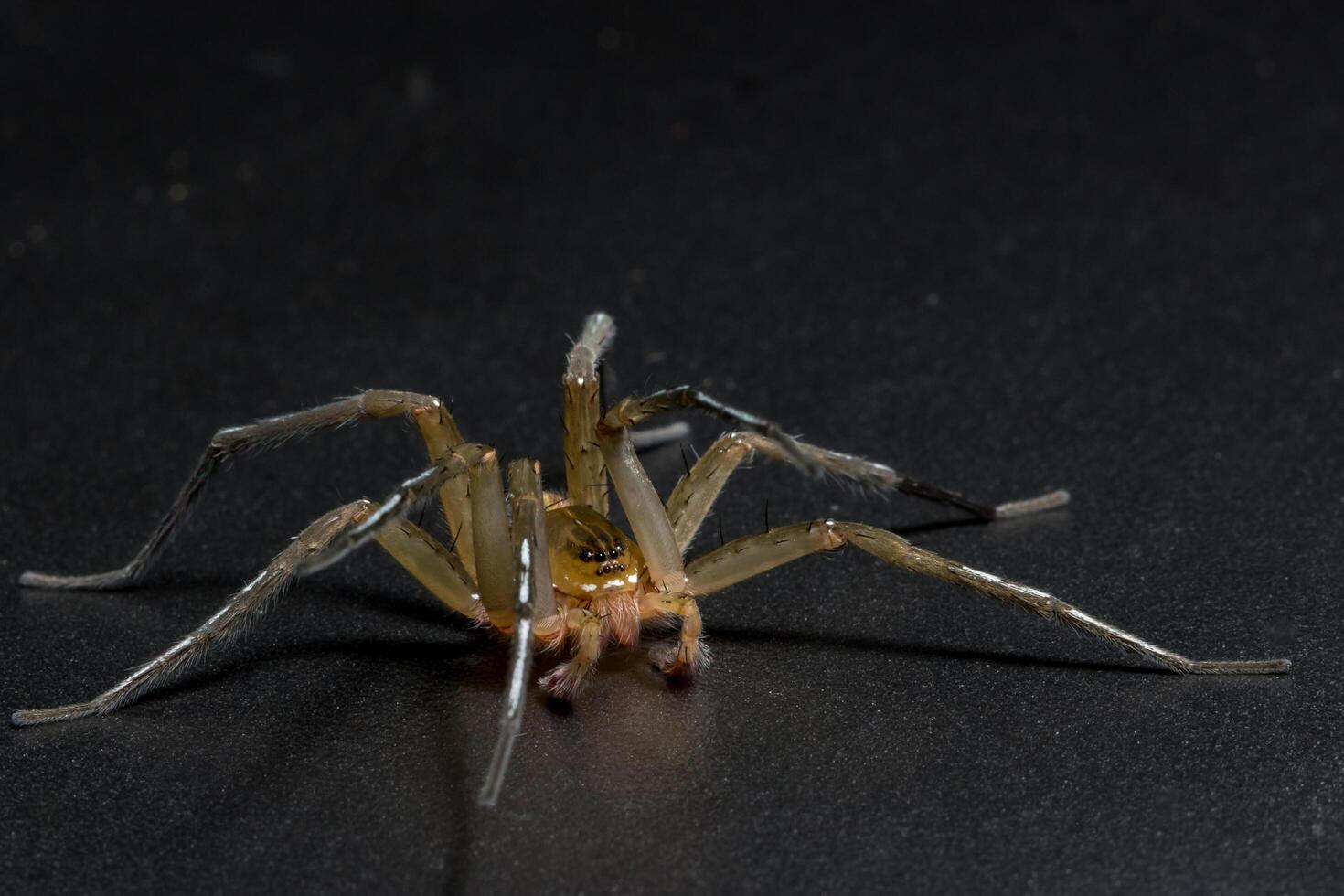 araña, foto de primer plano