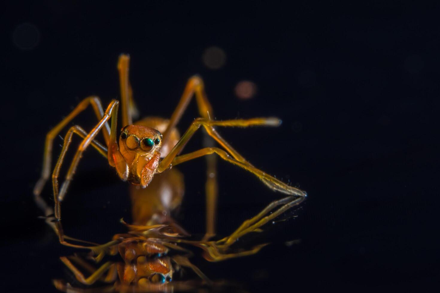 Spider, close-up photo