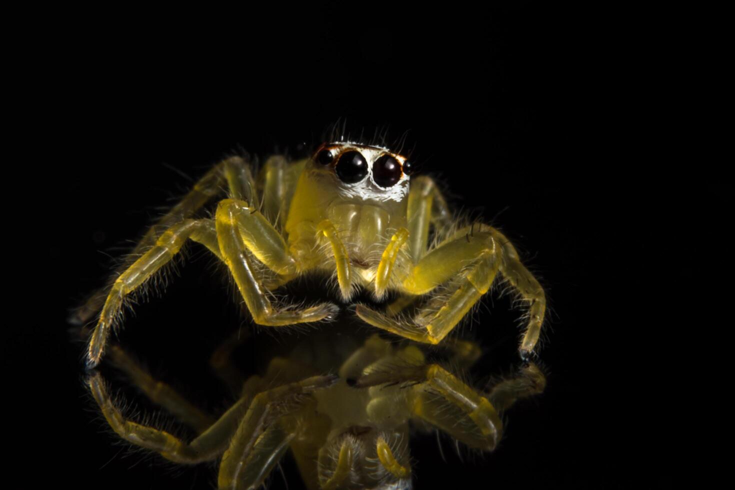 Spider on glass surface photo