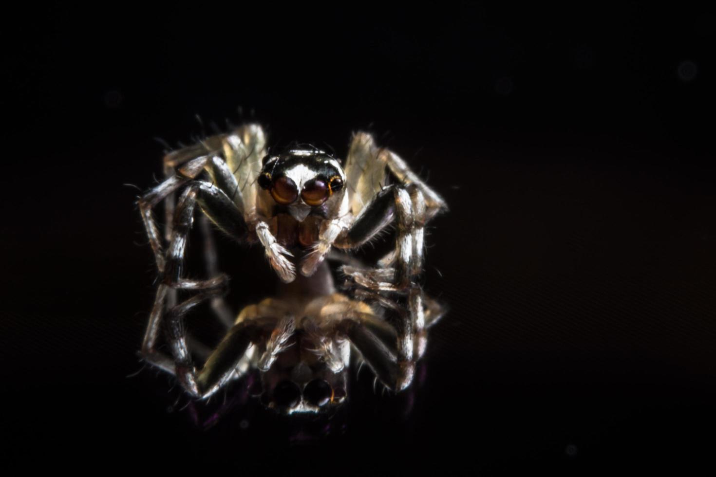 Spider on glass surface photo