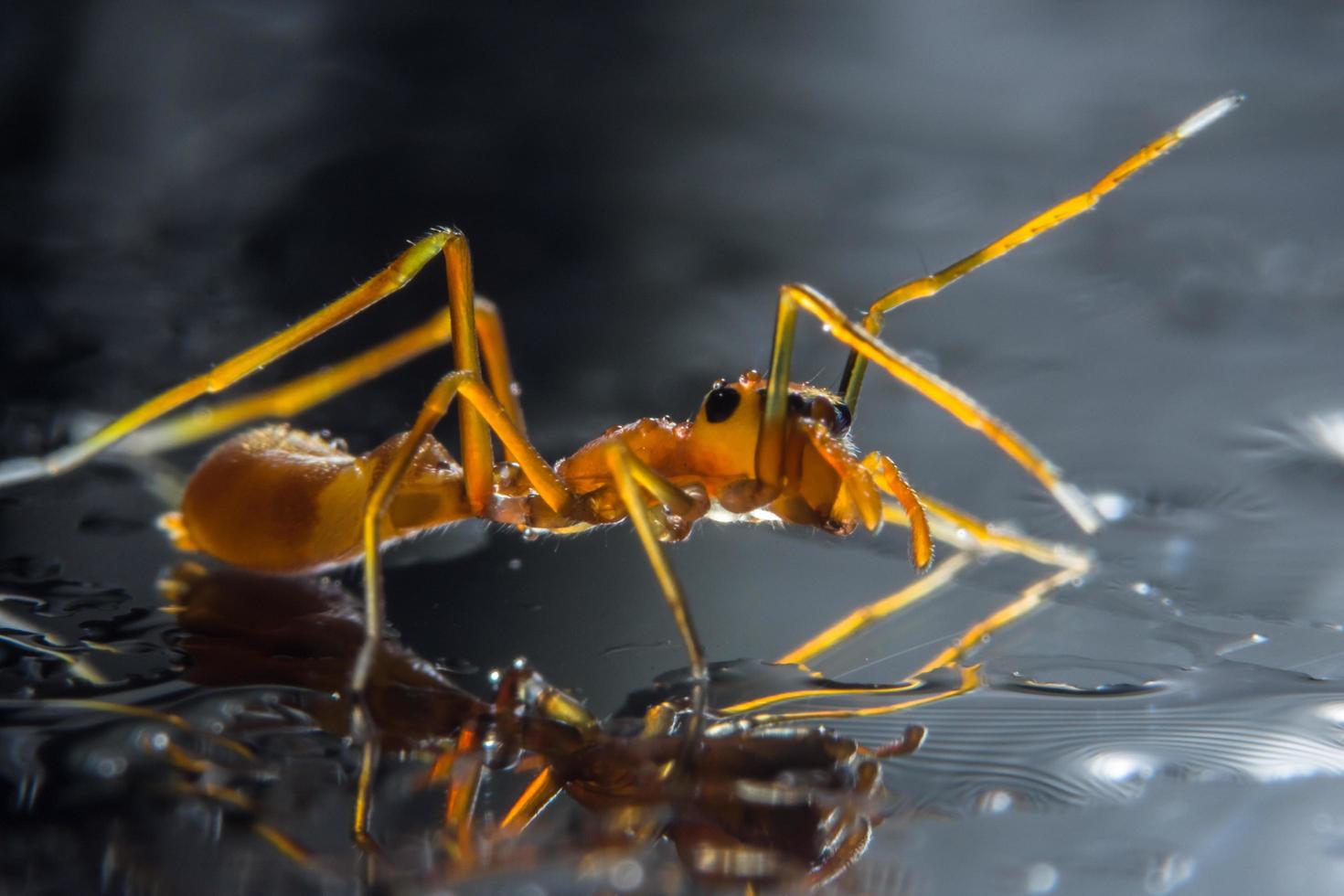 Spider, close-up photo