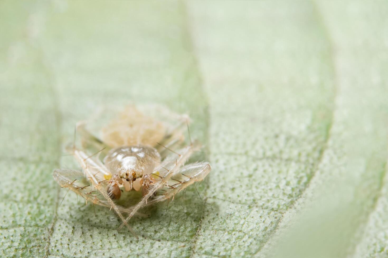 araña, foto de primer plano