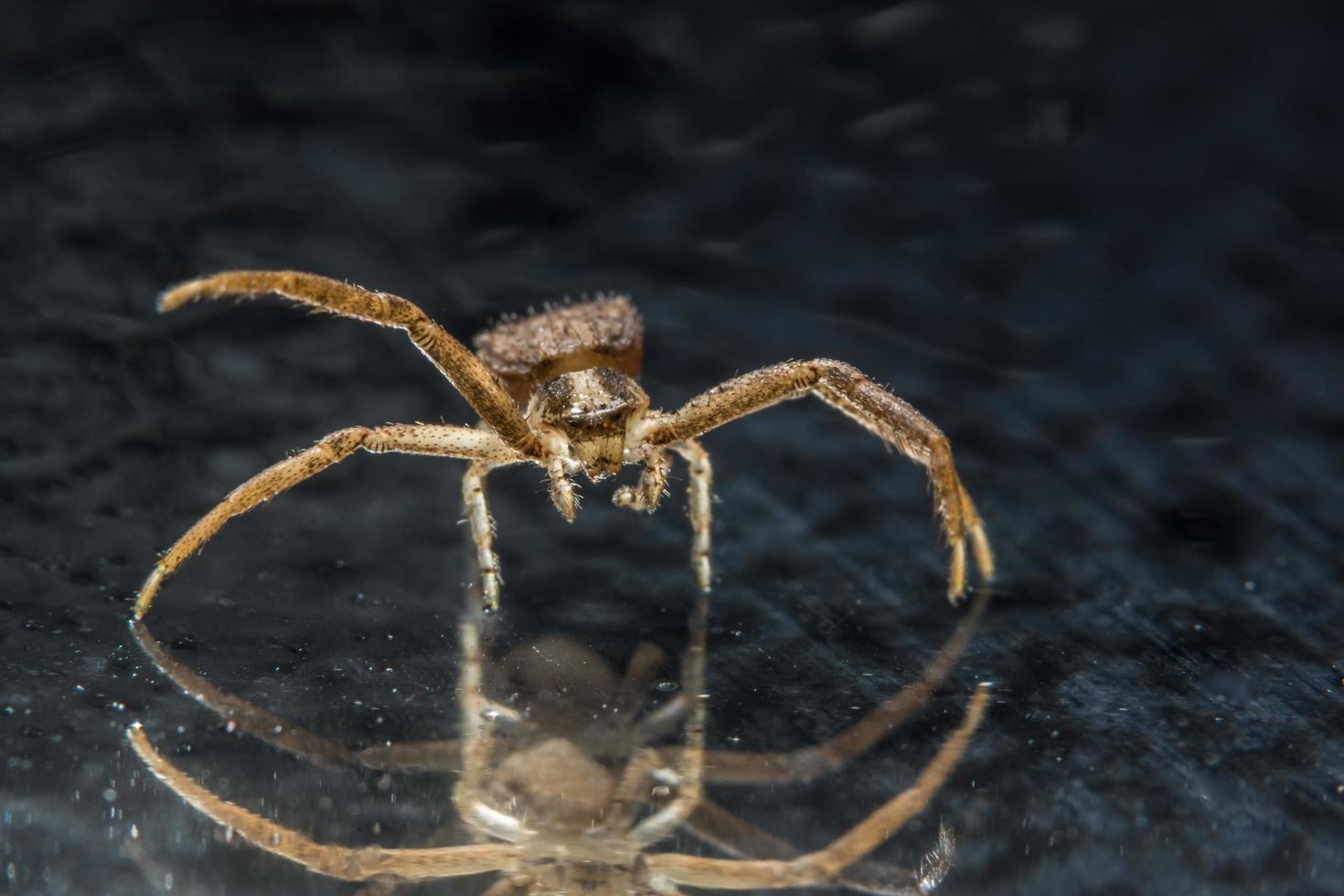 Spider on glass surface photo