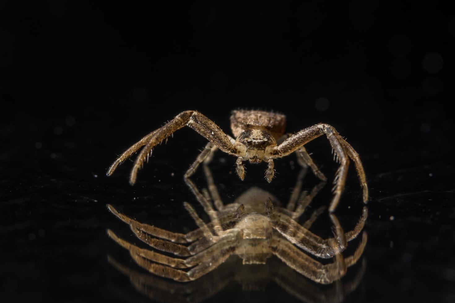 araña en la superficie del vidrio foto