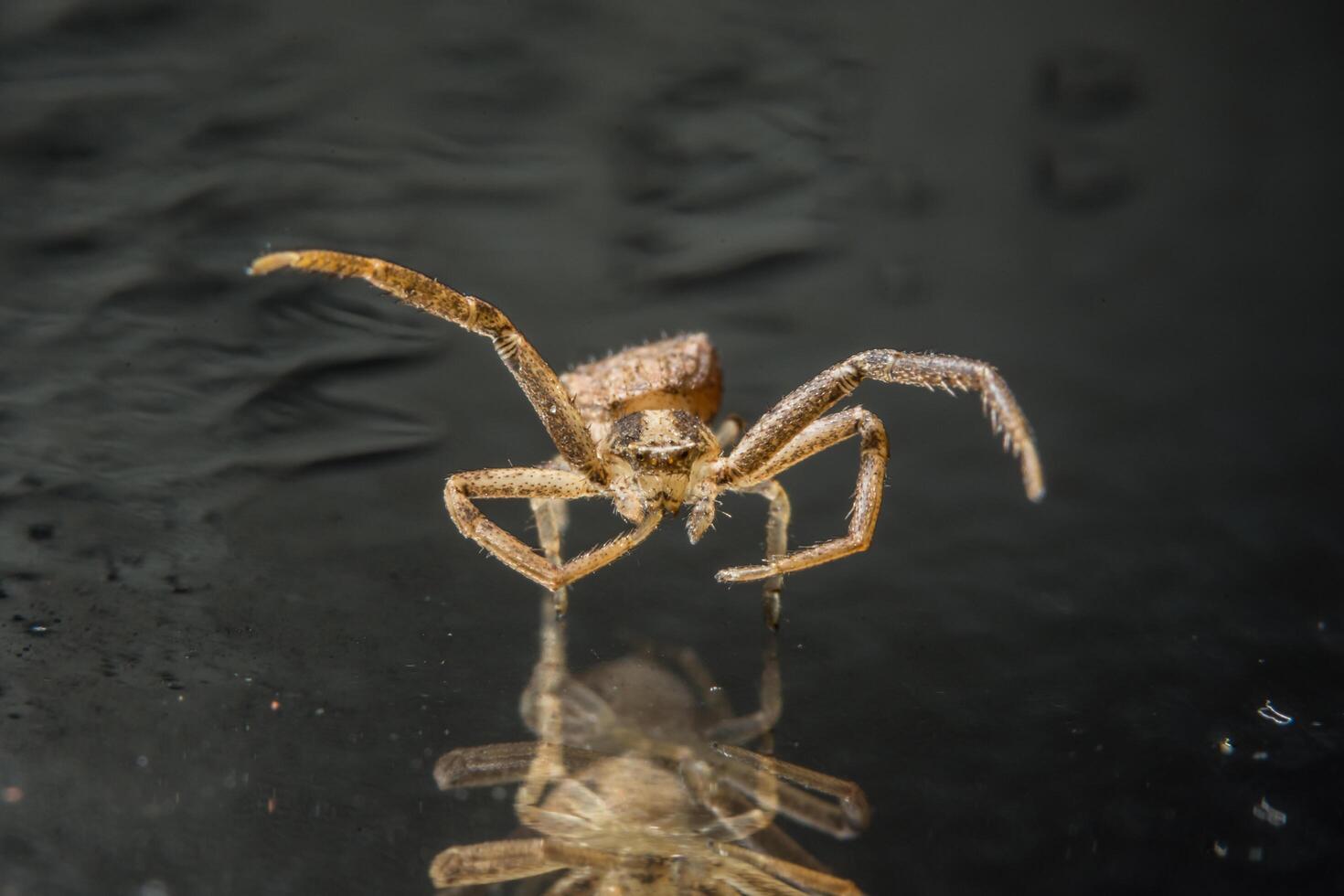 Spider on glass surface photo