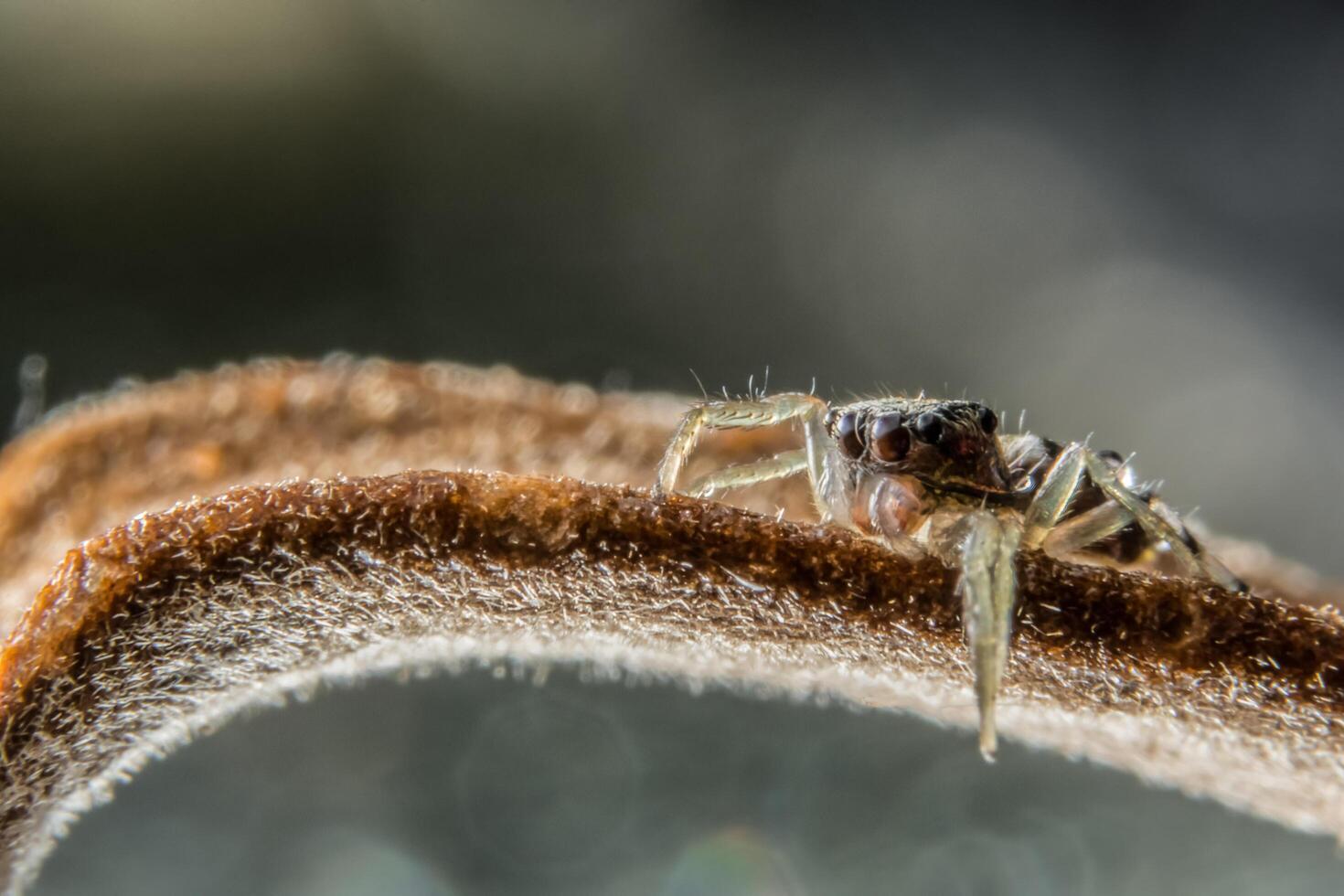 araña, foto de primer plano