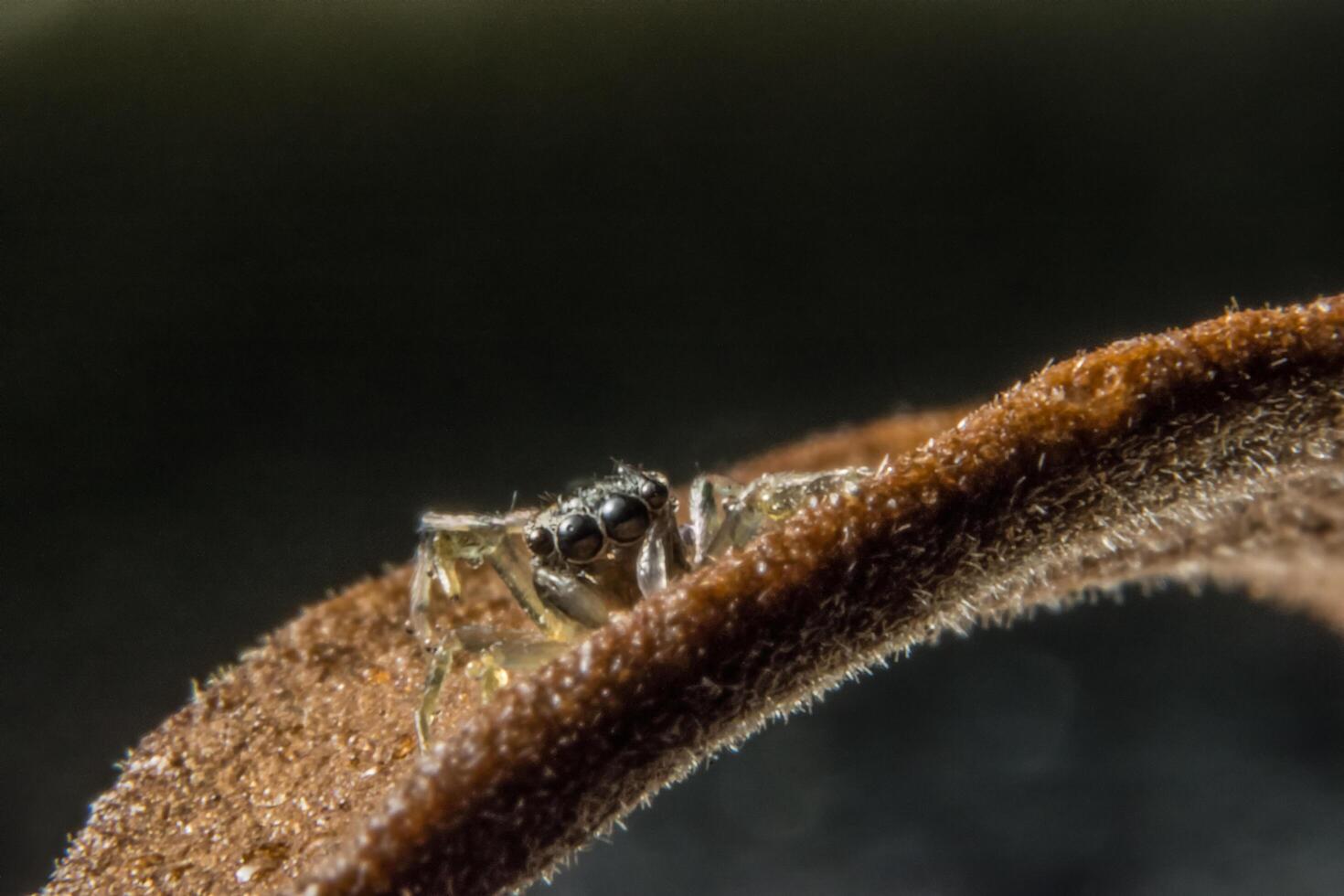 Spider, close-up photo