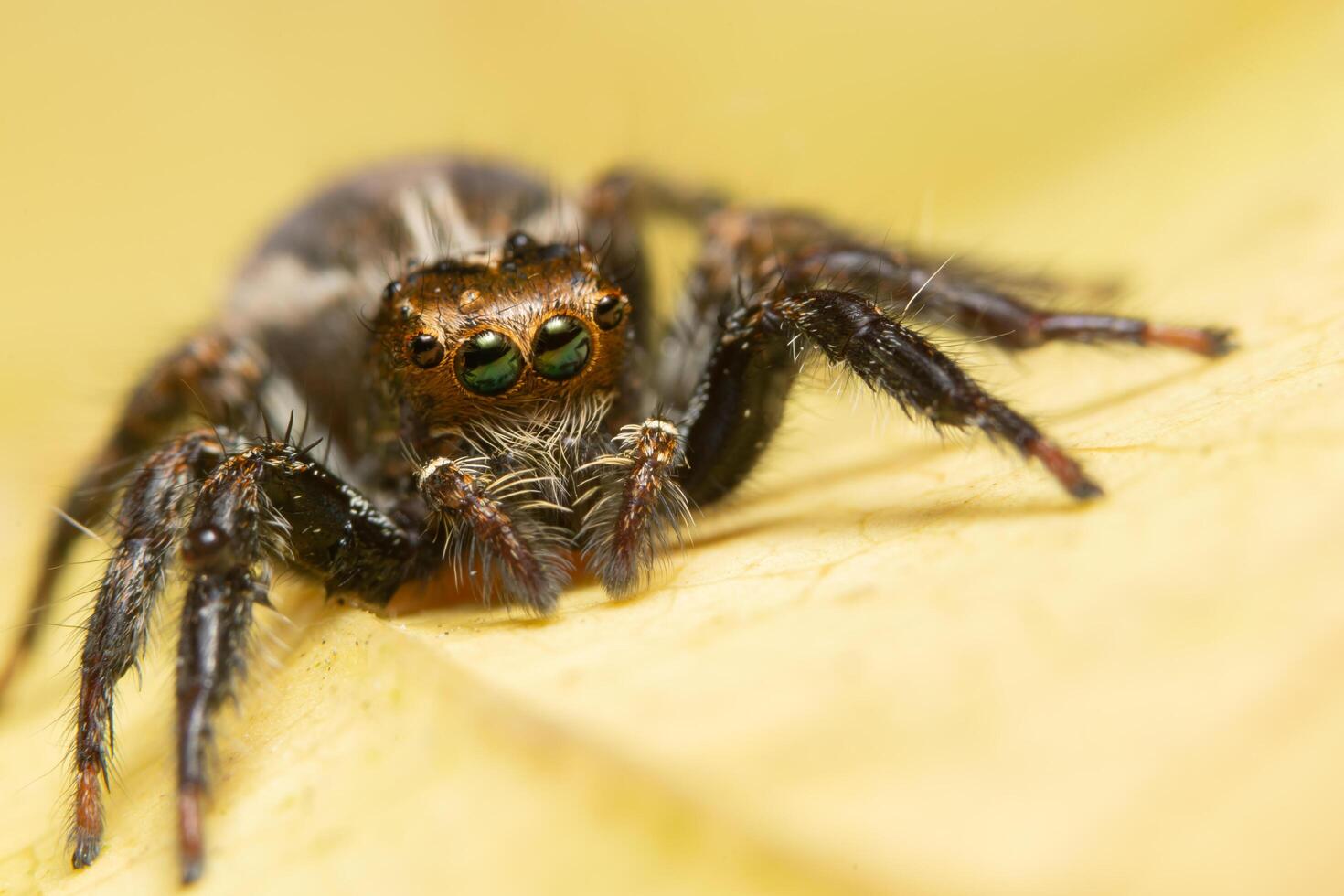 araña en una hoja foto