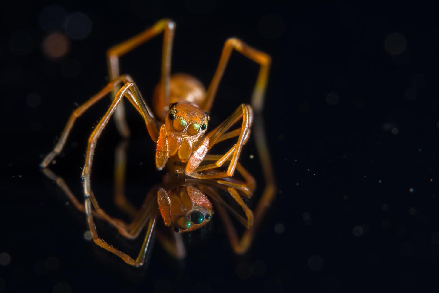 Spider on glass surface photo