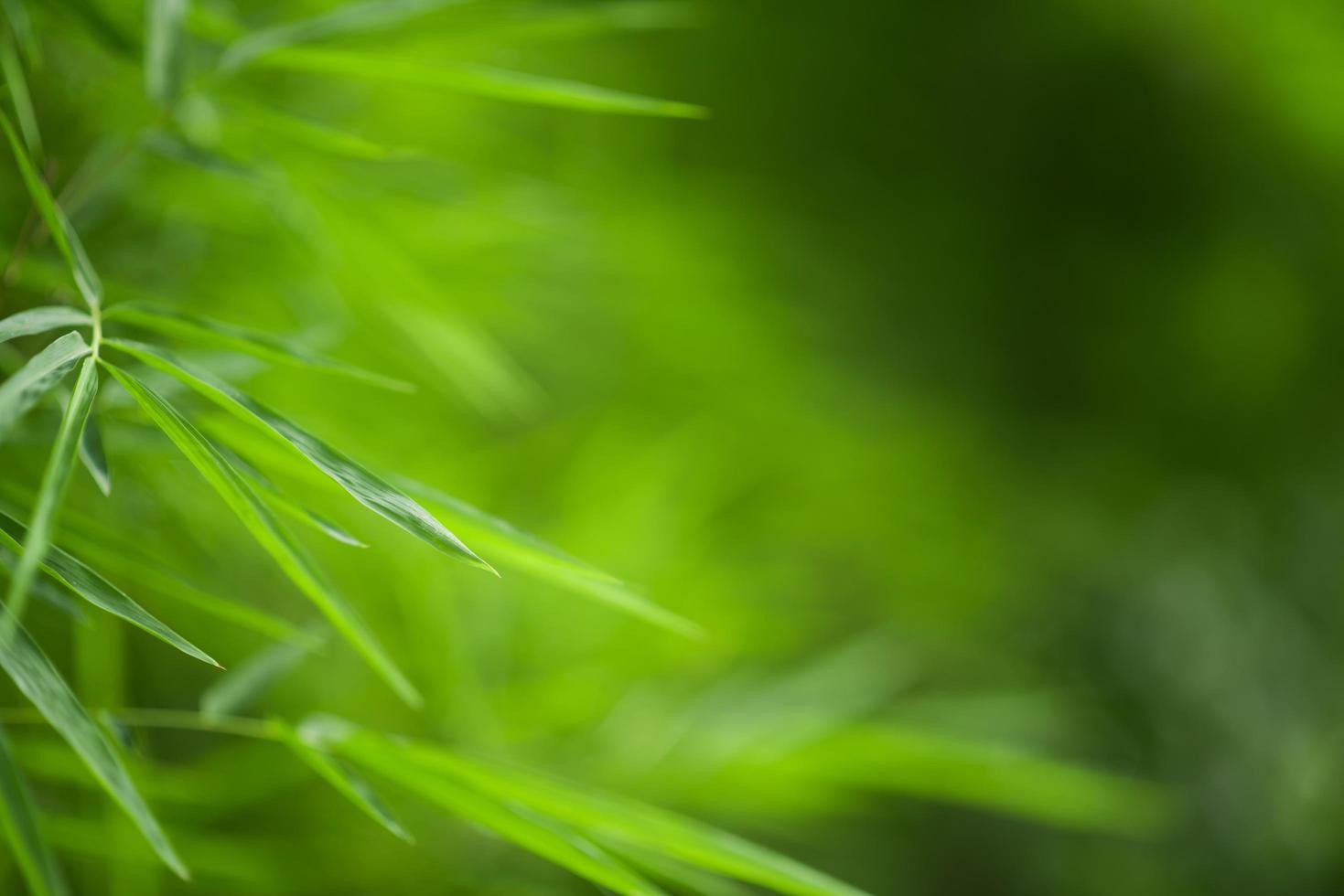 fondo de bambú verde foto