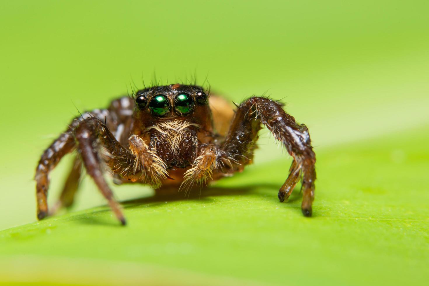 araña en una hoja foto