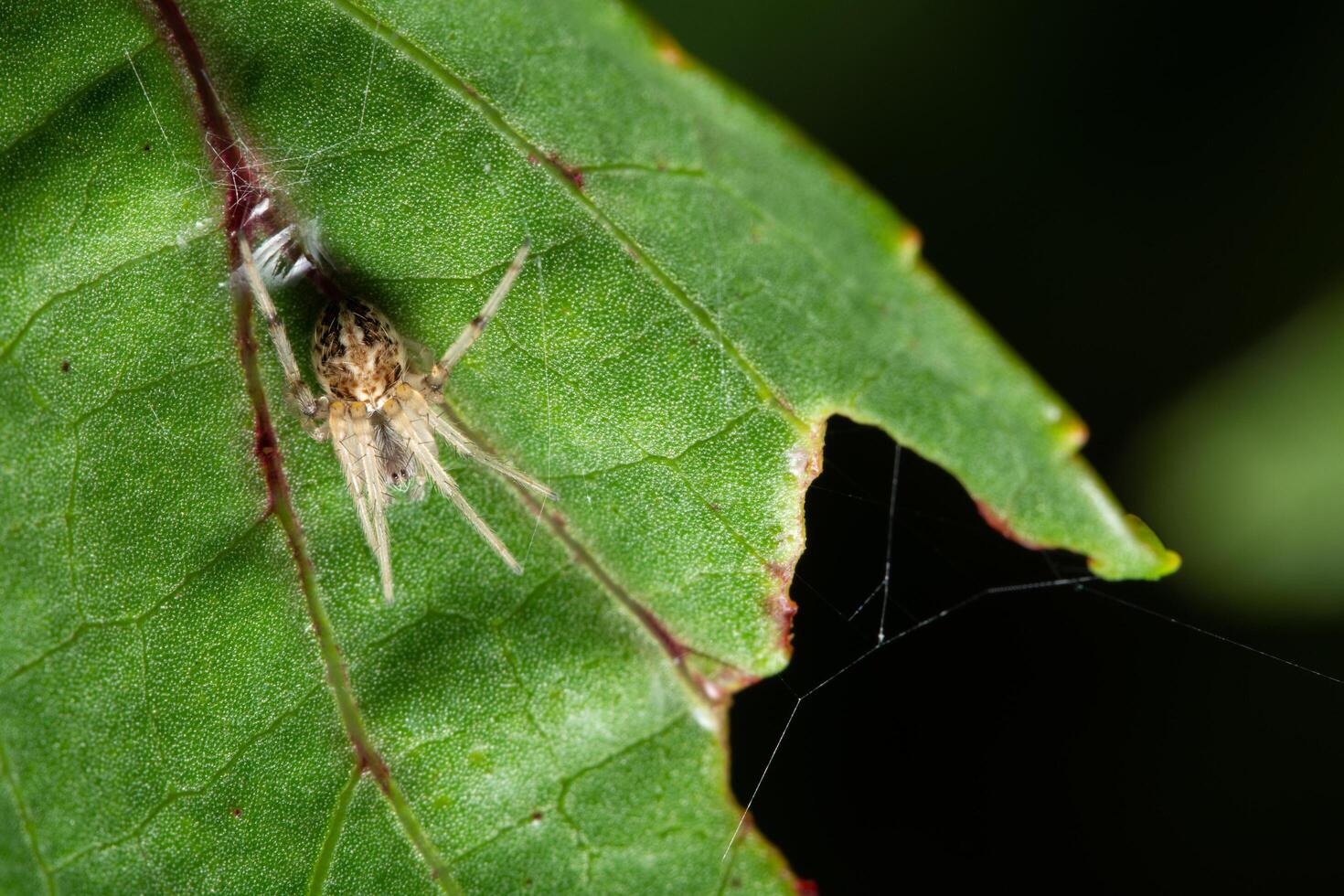 araña en una hoja foto