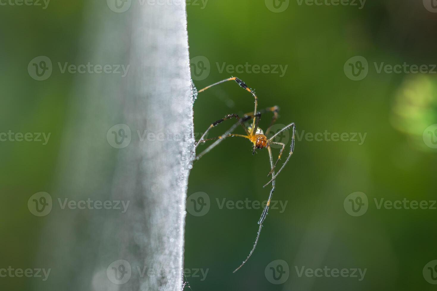 A spider is sitting on a piece of white cloth photo