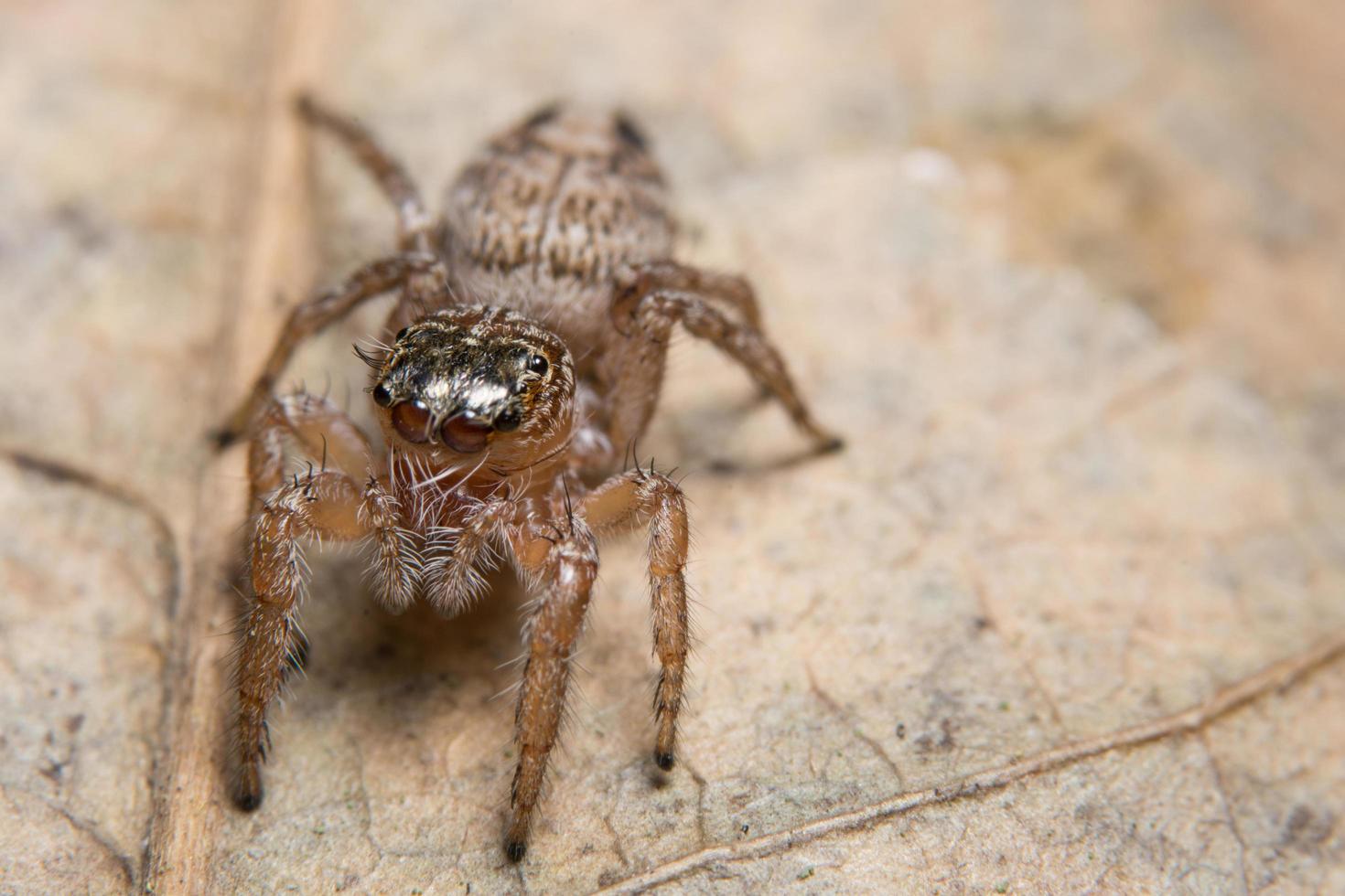 araña en una hoja foto