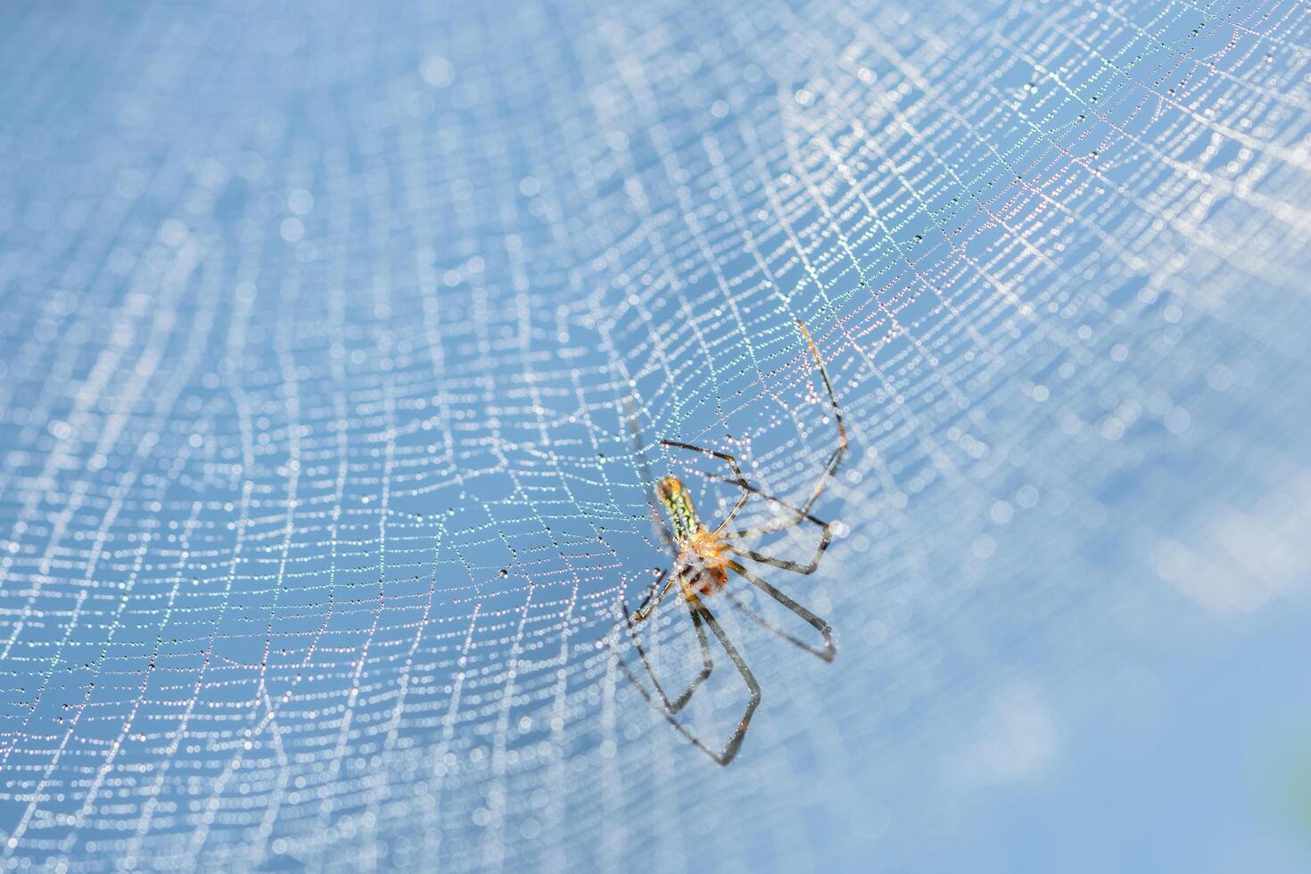 araña en la telaraña foto