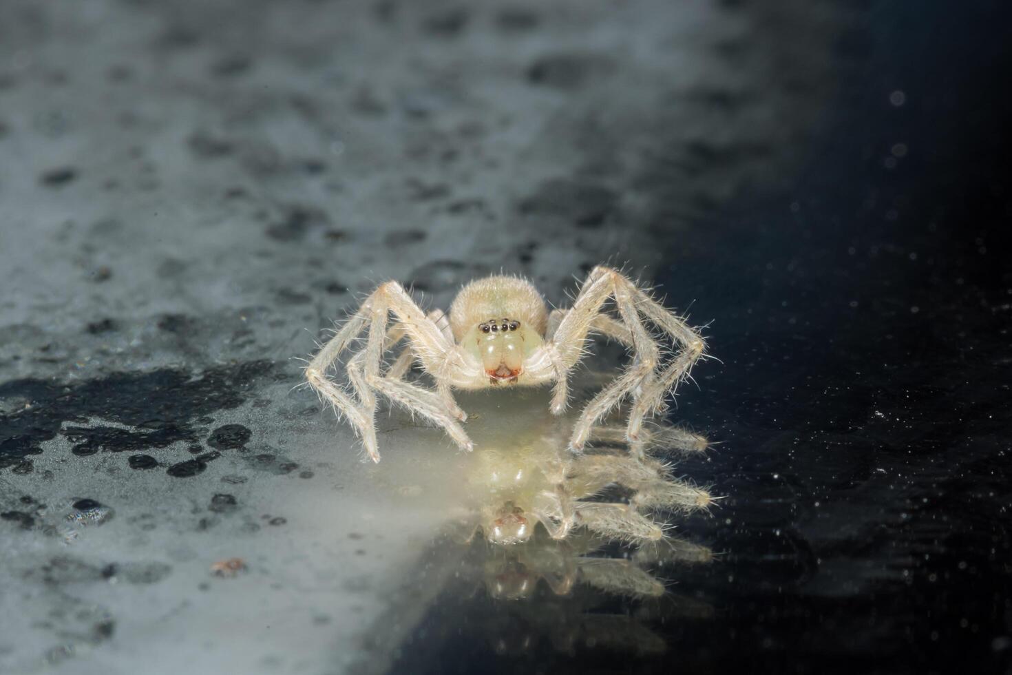 araña, foto de primer plano