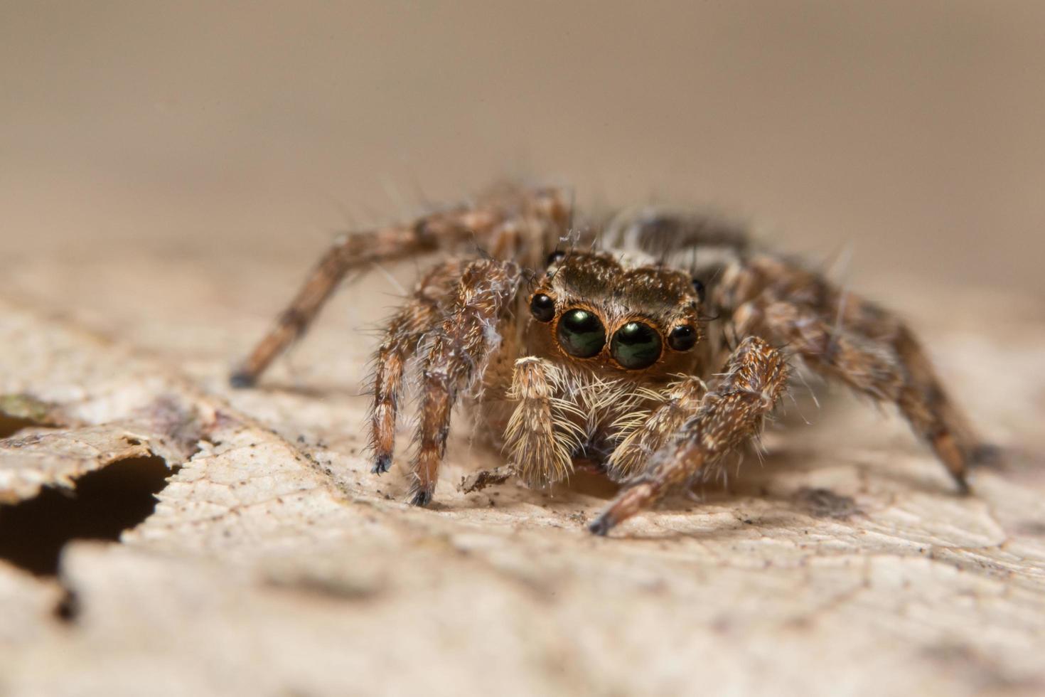 araña en una hoja foto