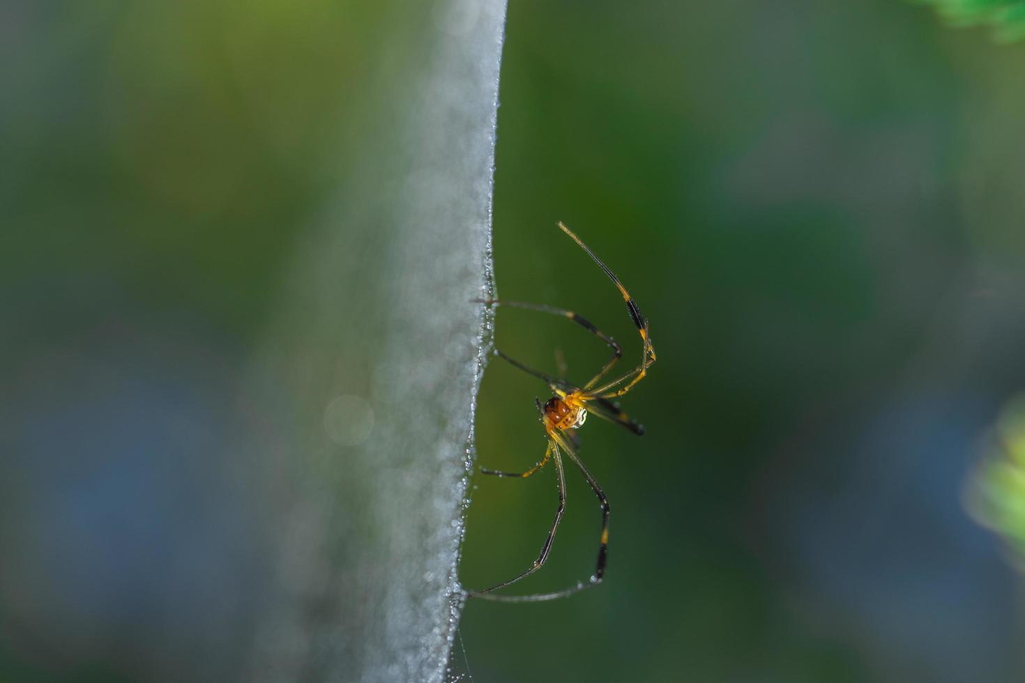 Spider in the spider web photo