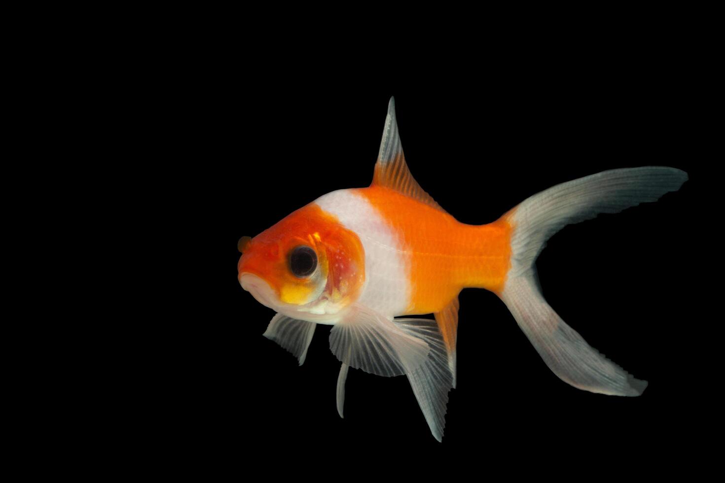 Colorful goldfish on black background photo