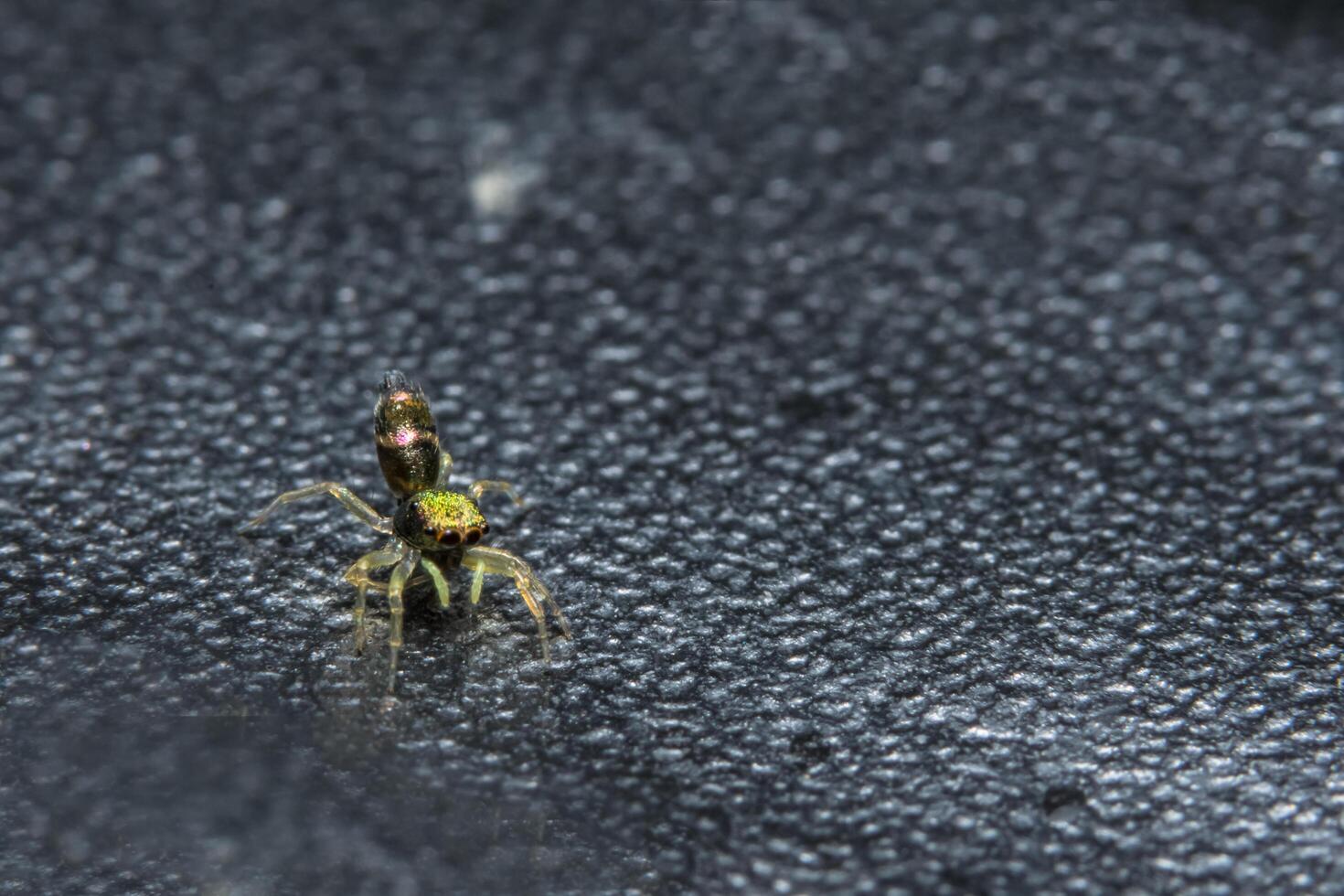 Spider, close-up photo