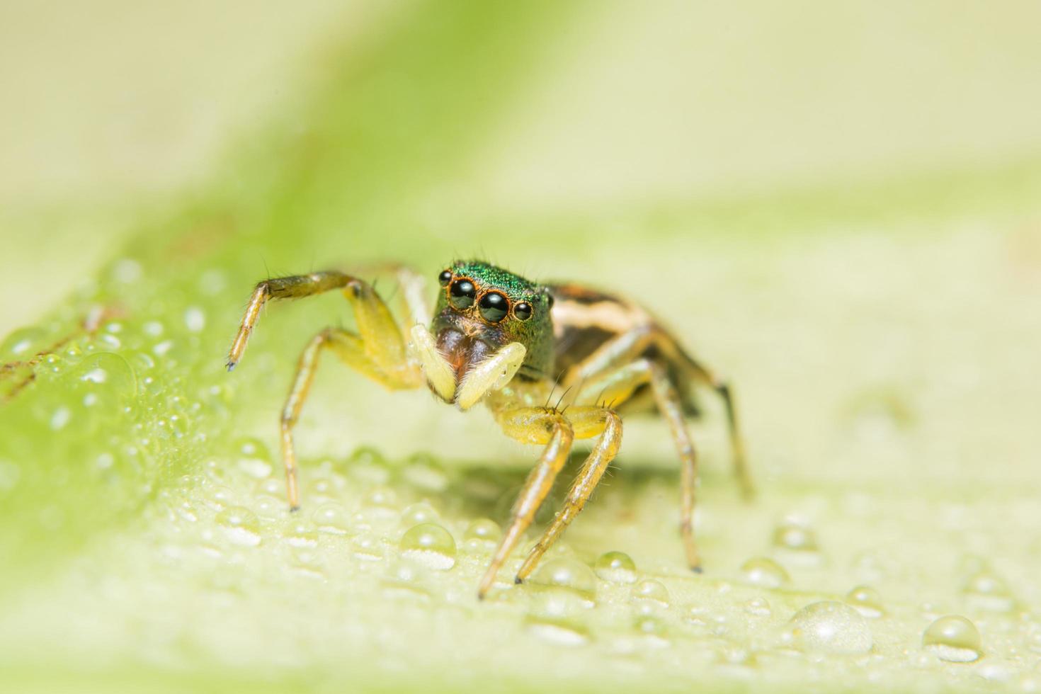 araña en una hoja foto