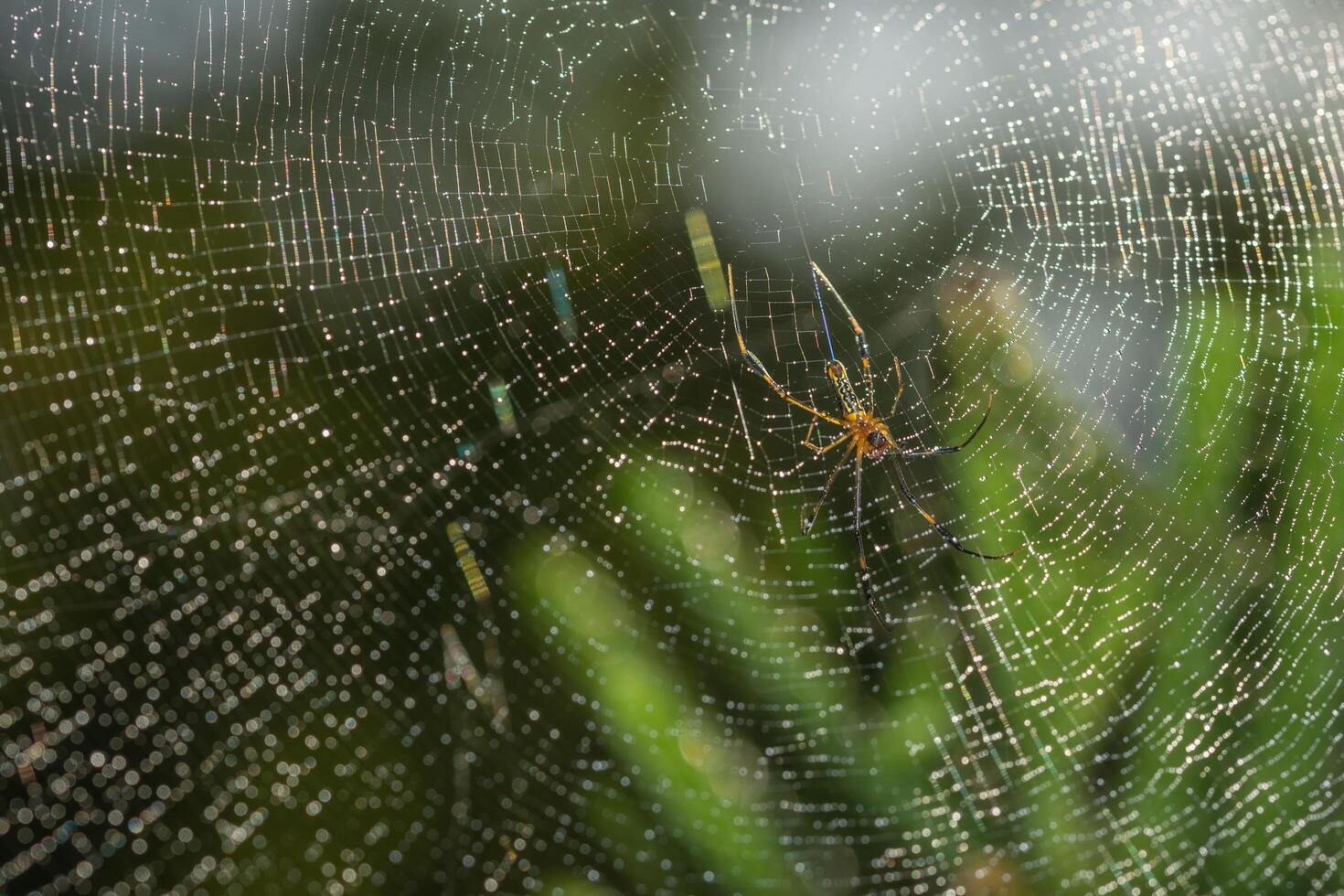 Spider in the spider web photo