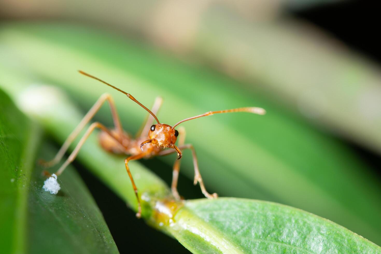 Red ants, macro photo