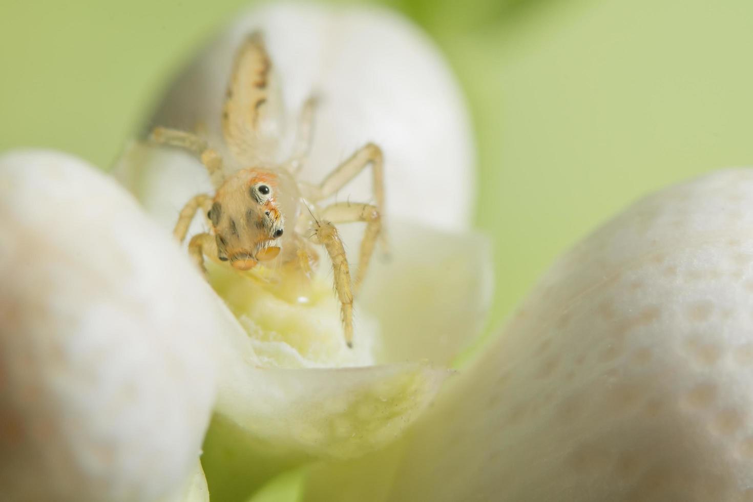 araña en una flor foto