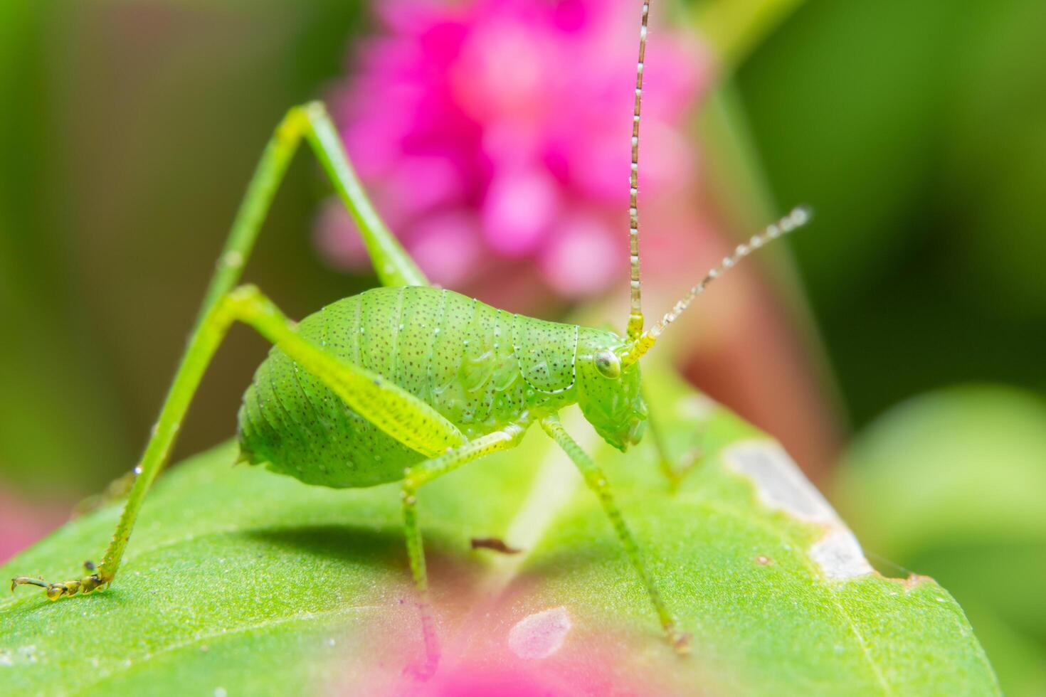 saltamontes verde en una hoja foto