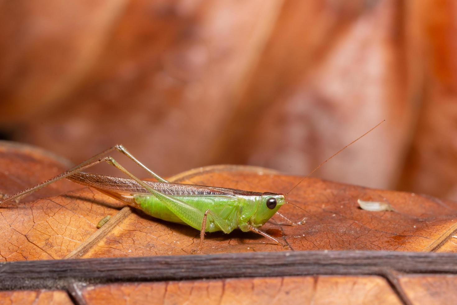 Green Grasshopper on a leaf photo