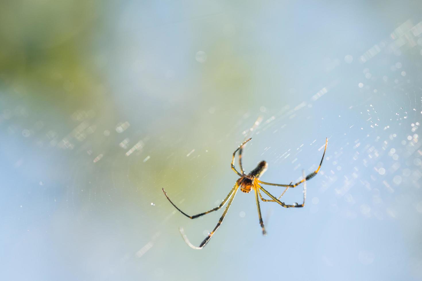 araña en la telaraña foto