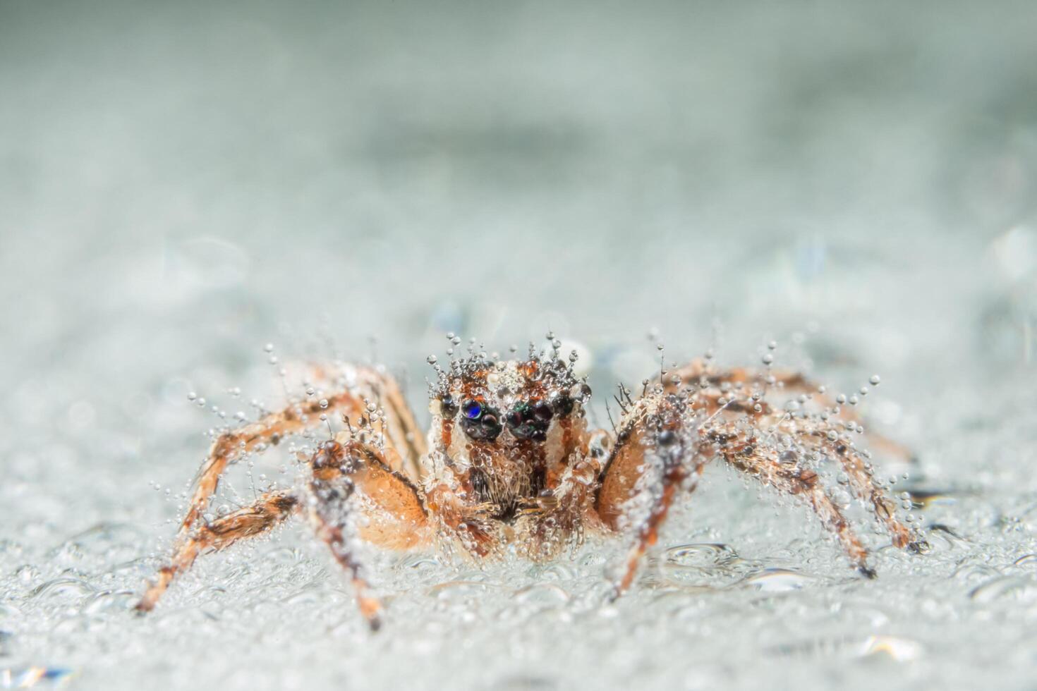 araña, foto de primer plano