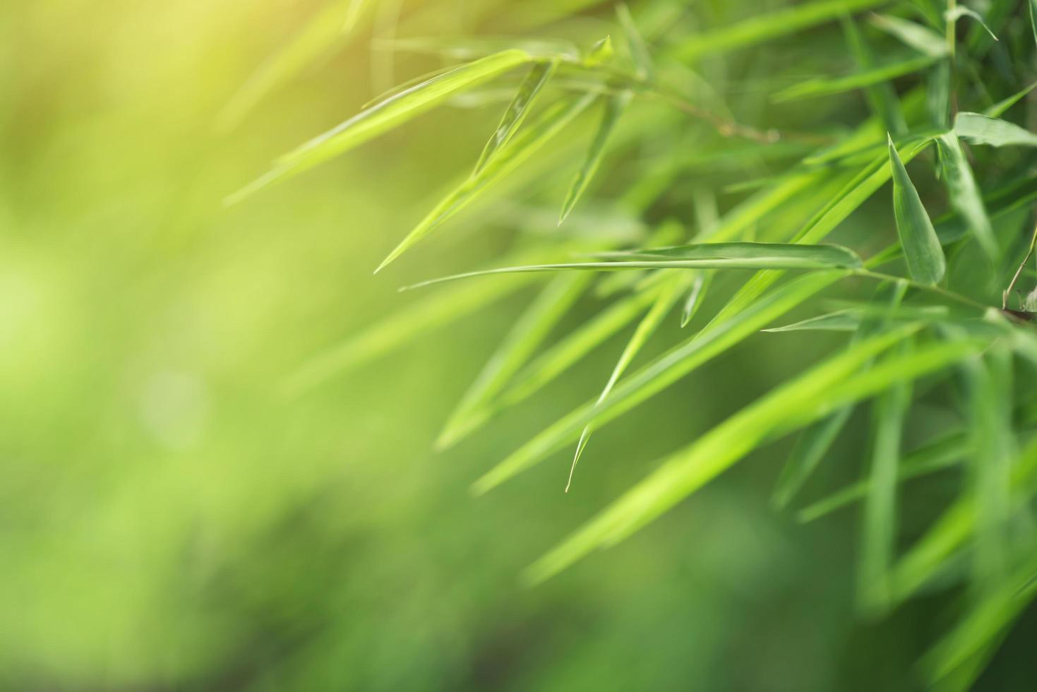 Green bamboo background photo