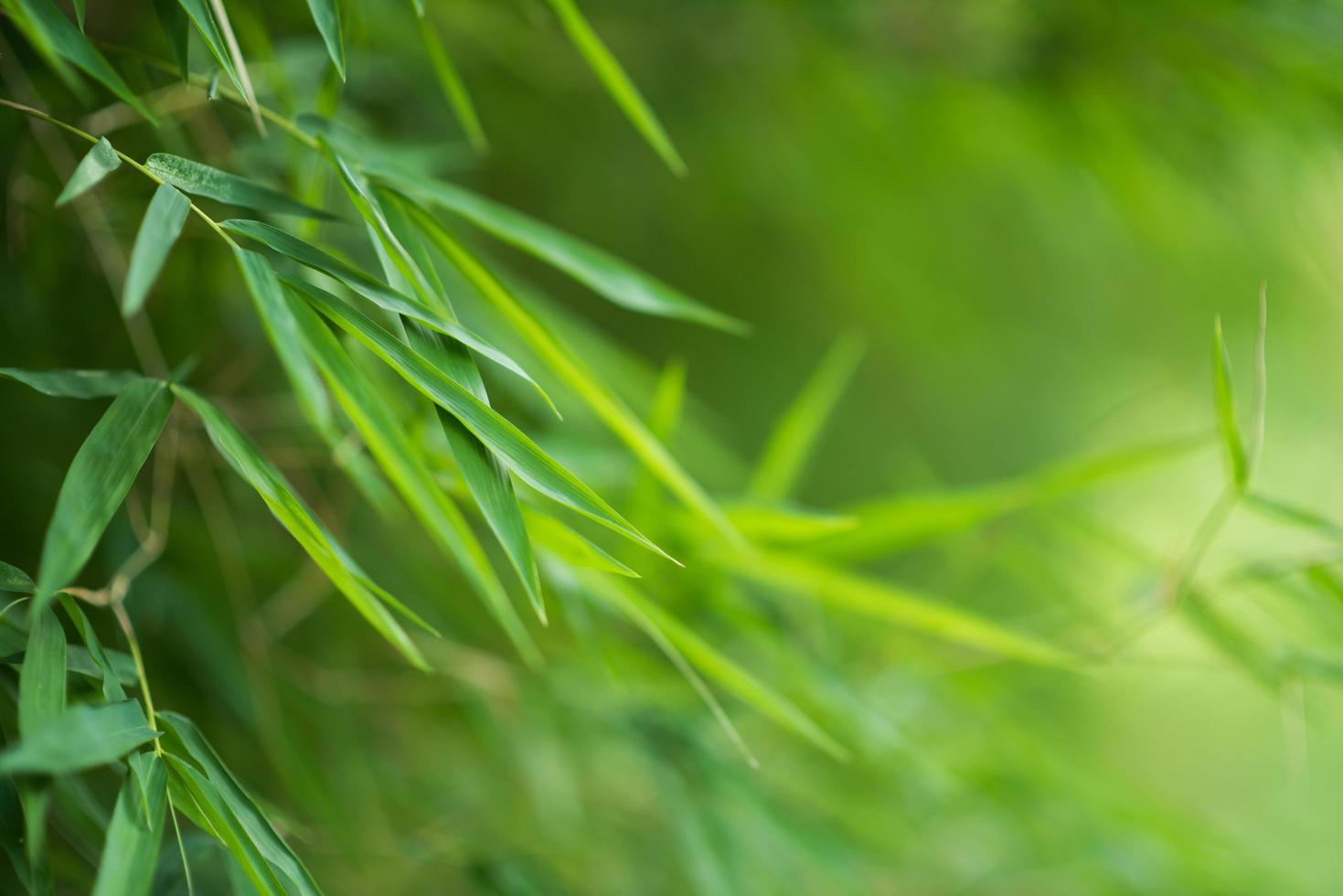 Green bamboo background photo