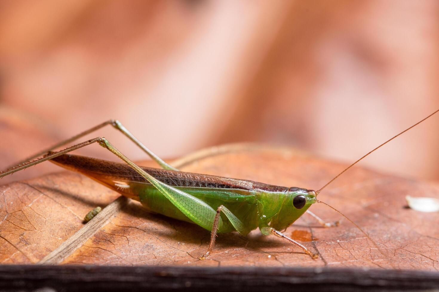 Green Grasshopper on a leaf photo