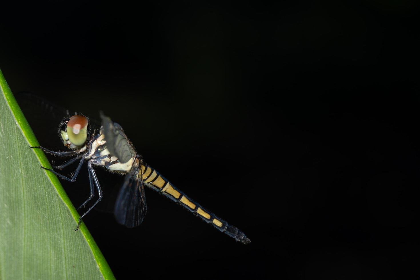 libélula en una hoja foto