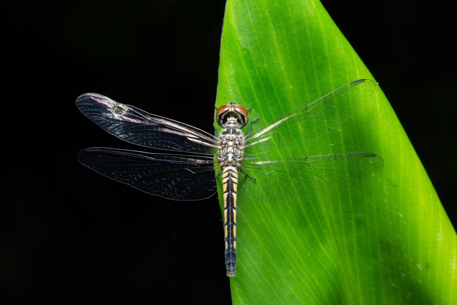 Dragonfly on a leaf photo