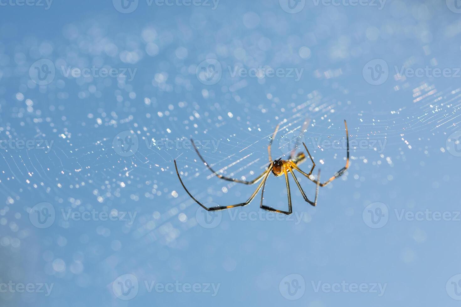 A spider with a yellow and black body is sitting on its web photo