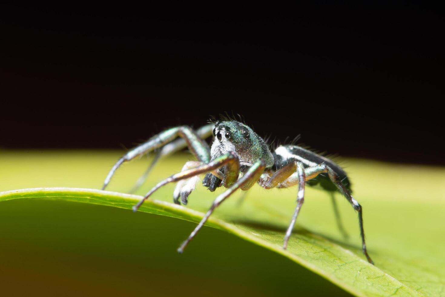 Spider on a leaf photo