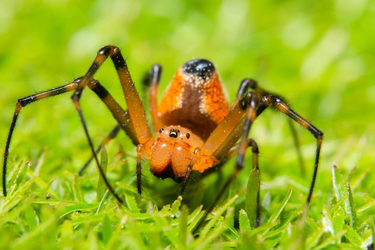 araña en la hierba foto