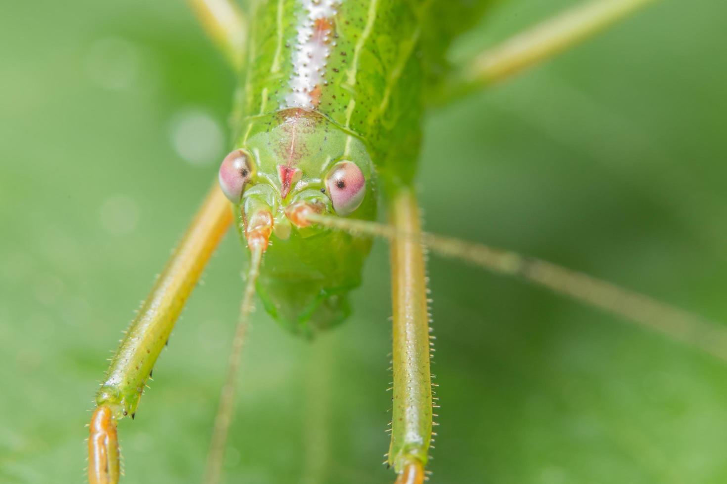 Grasshopper on a leave photo