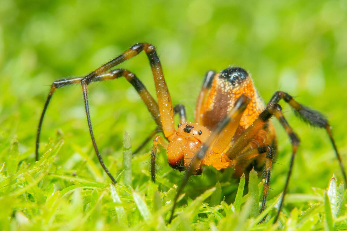 Spider in the grass photo