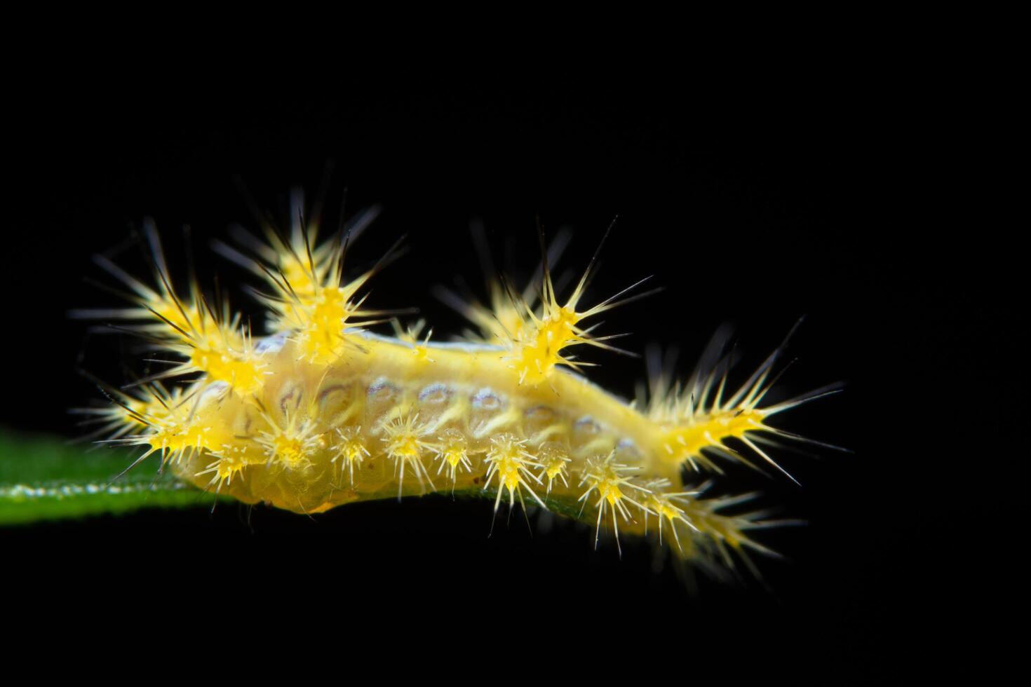 Worm on a plant photo