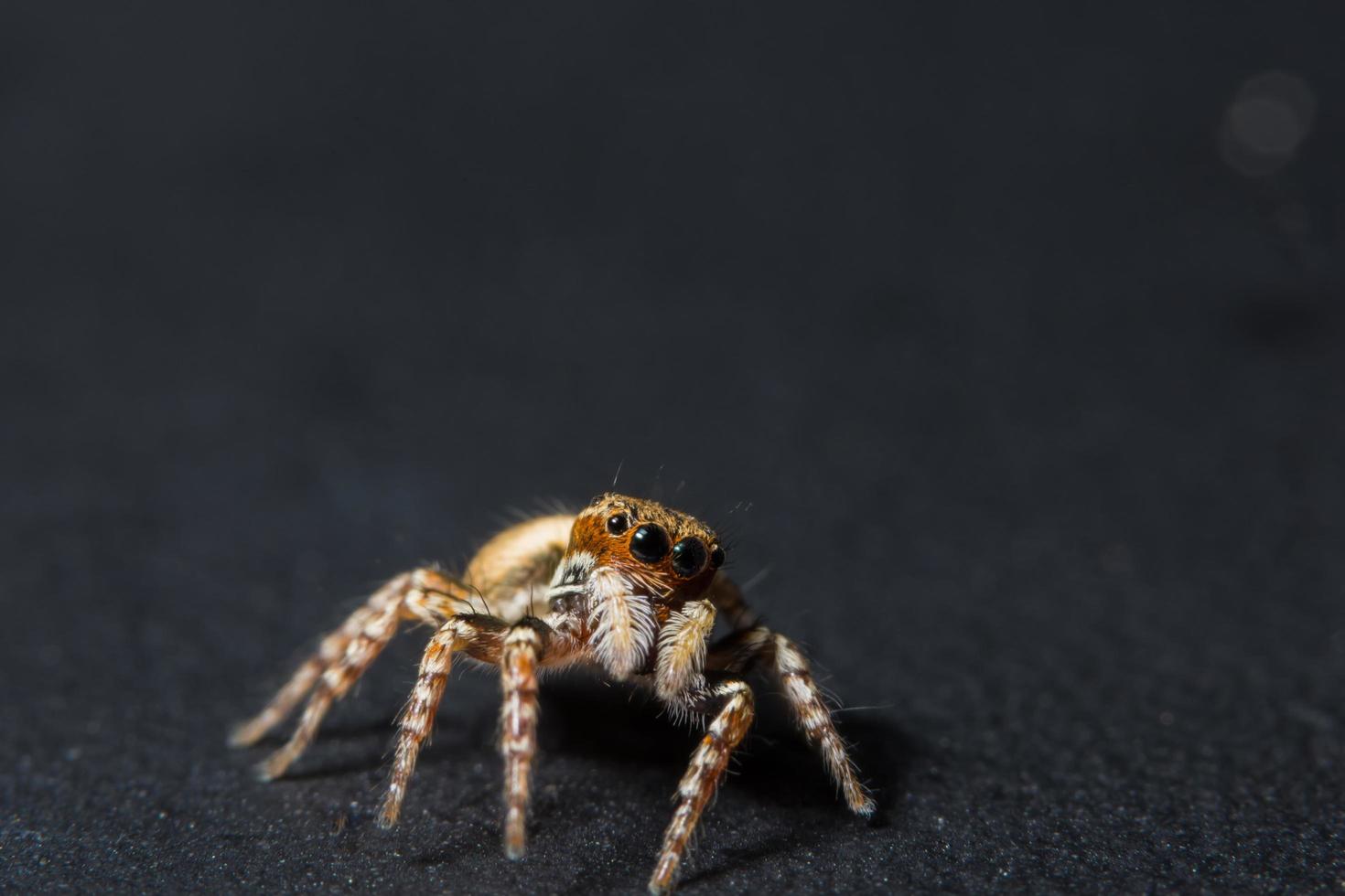 araña sobre fondo negro foto