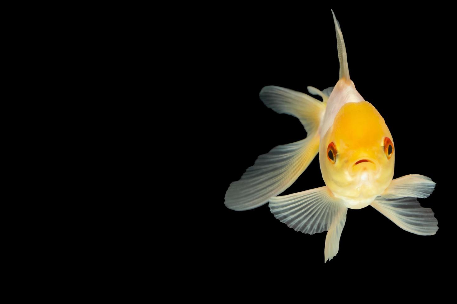 Goldfish on black background photo